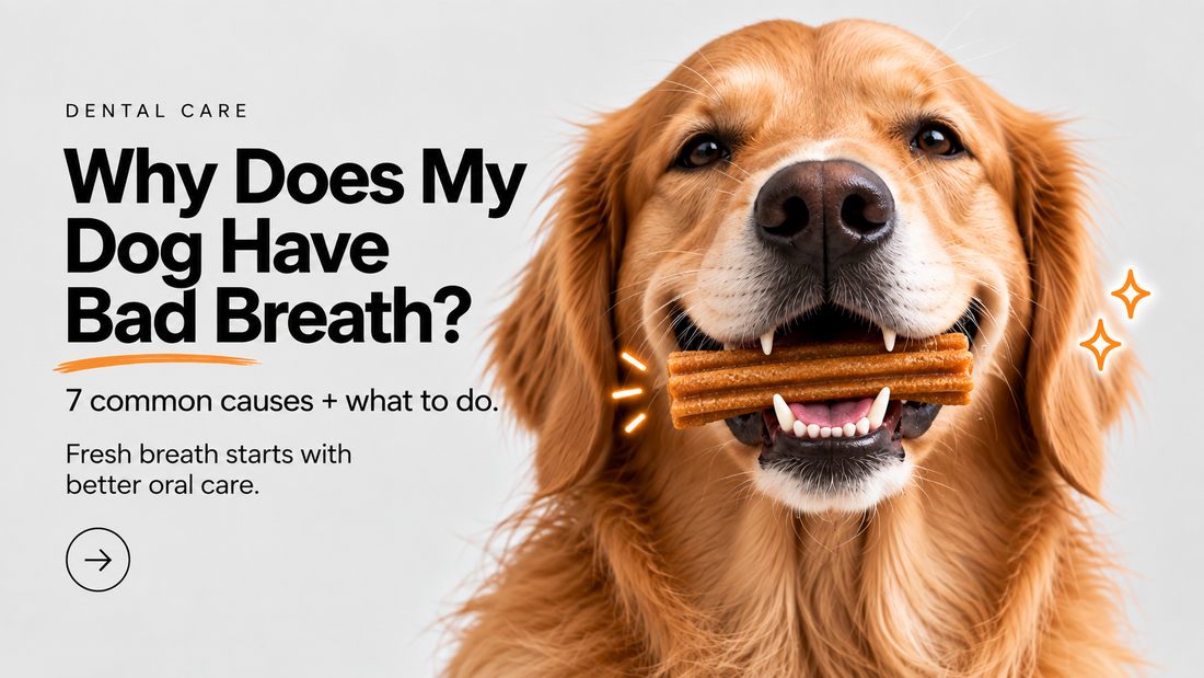 Why Does My Dog Have Bad Breath? 7 Common Causes & What to Do