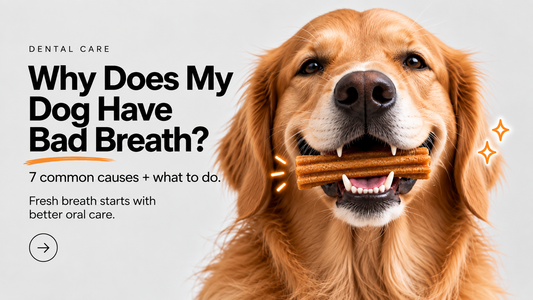 Why Does My Dog Have Bad Breath? 7 Common Causes & What to Do