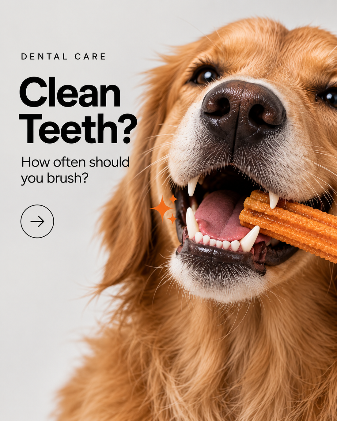 How Often Should You Clean Your Dog’s Teeth? A Simple Dental Care Guide
